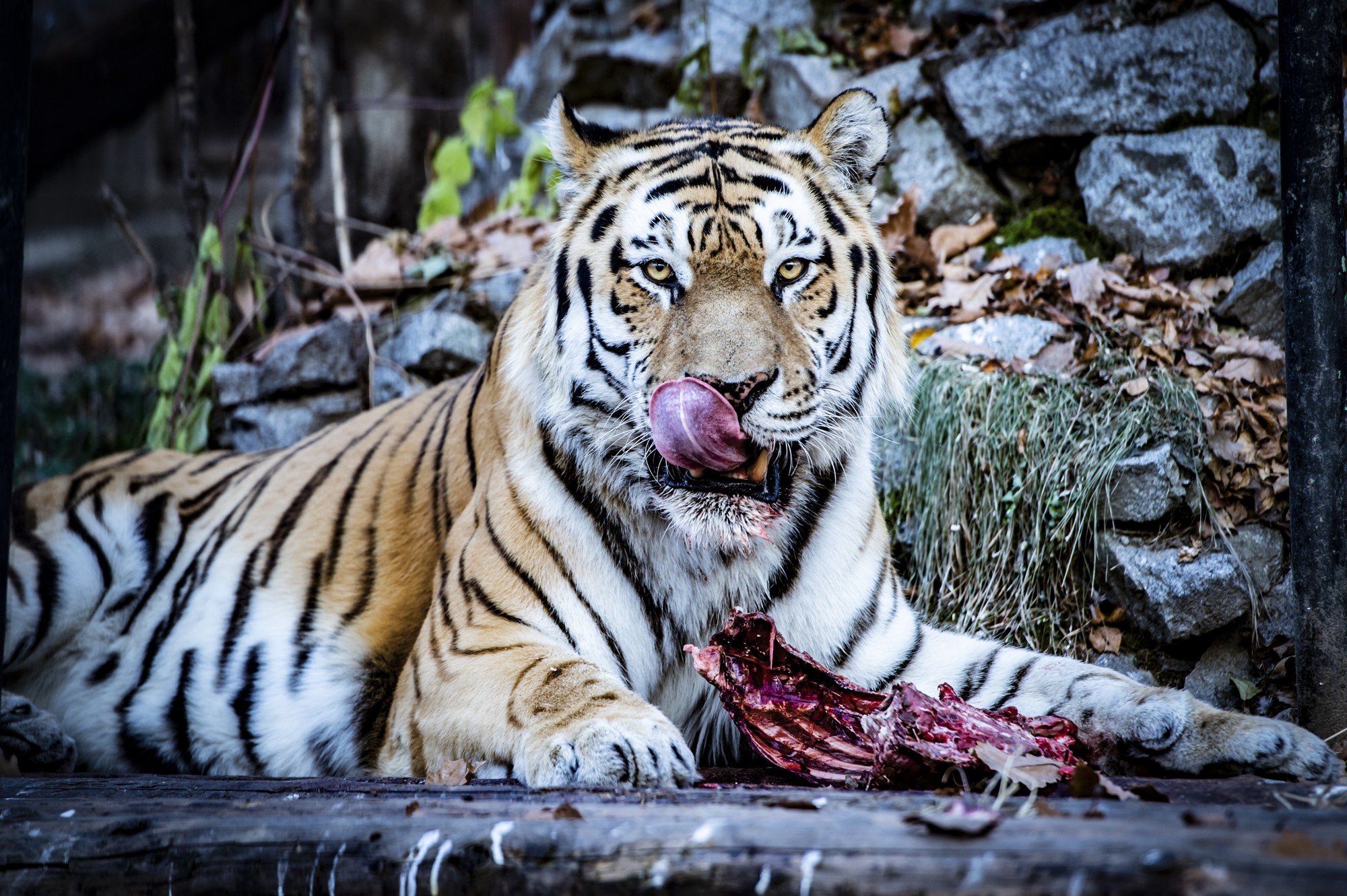 Tiger_HighRes_DSC5342
